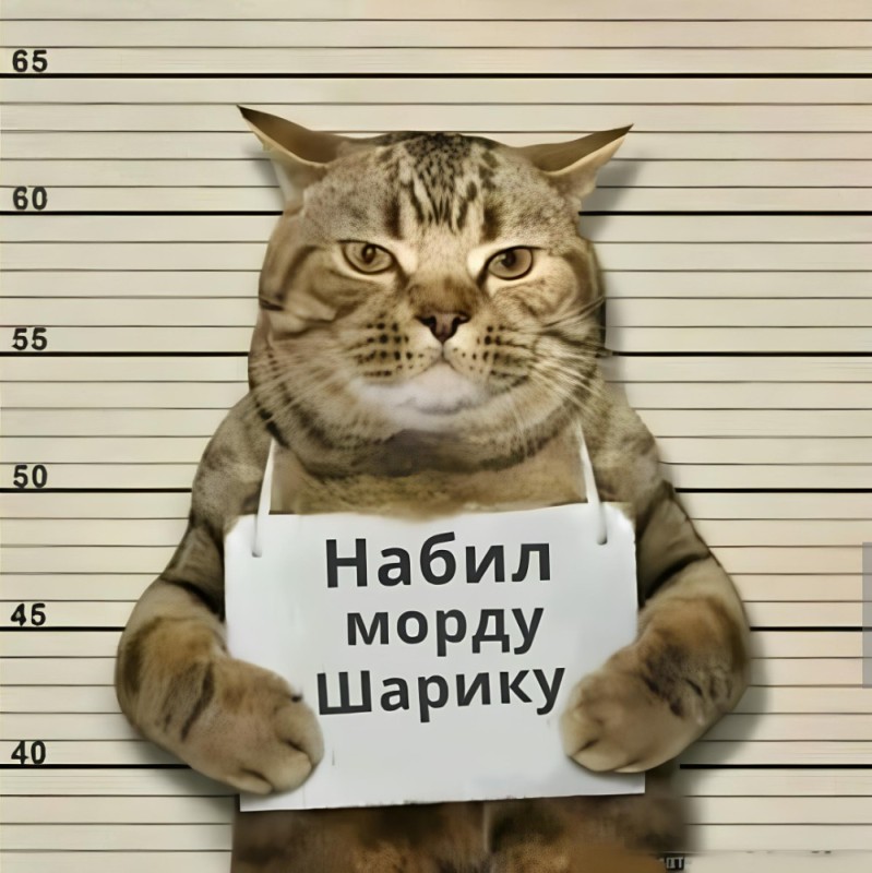 Создать мем: кот держит табличку, кот преступник с табличкой, кот с табличкой