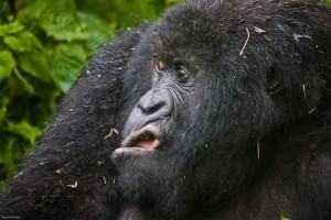 Create meme: gorilla funny, funny animals, mountain gorilla