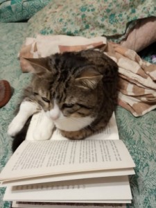 Create meme: before the exam cat Budenovsky, cat sleep, cat reading a book