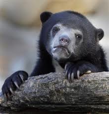 Create meme: sad bear