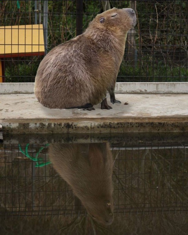 Create meme: home capybara, big capybara, a pet capybara