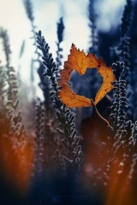 Create meme: fall, the picture I love autumn although I do not like the cold, autumn and winter