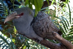 Create meme: birds, Cuckoo