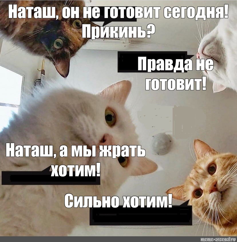 Какого кота хочешь. Наташа Мем. Мемы про Наташу. Мемы с котами и Наташей. Наташа мы жрать хотим.