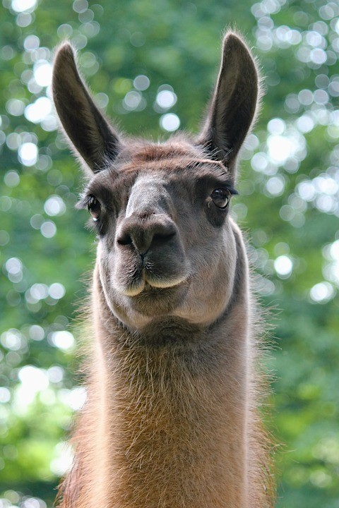 Create meme "Lama funny, animal Lama, Lama guanaco" - Pictures - Meme