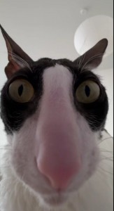 Create meme: funny cats, cat, cat fisheye