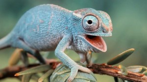 Create meme: the color of the chameleon, blue chameleon animal, the tongue of the chameleon is longer than his body
