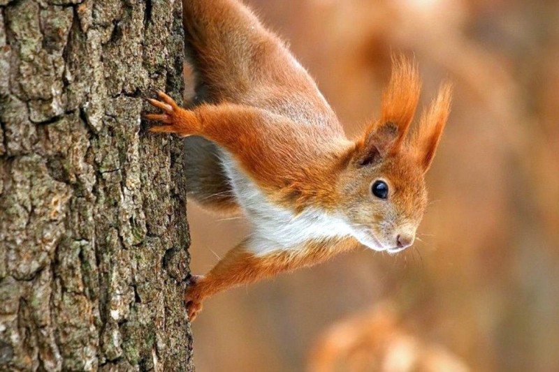 Create meme: common squirrel, red squirrel, Altai squirrel