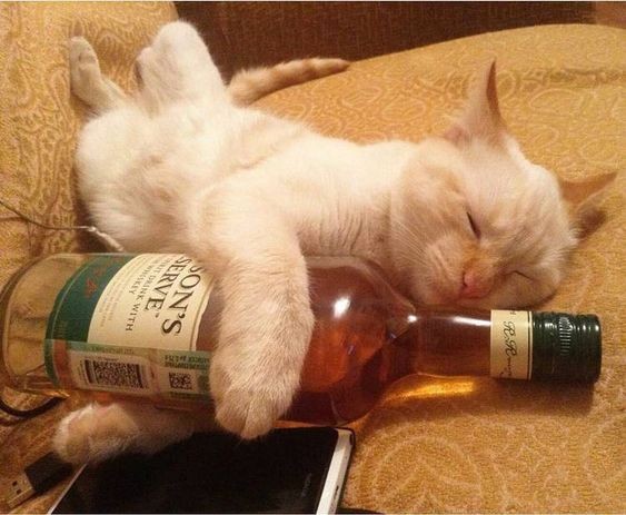 Create meme: cat with a bottle, cats thump, drunk cats