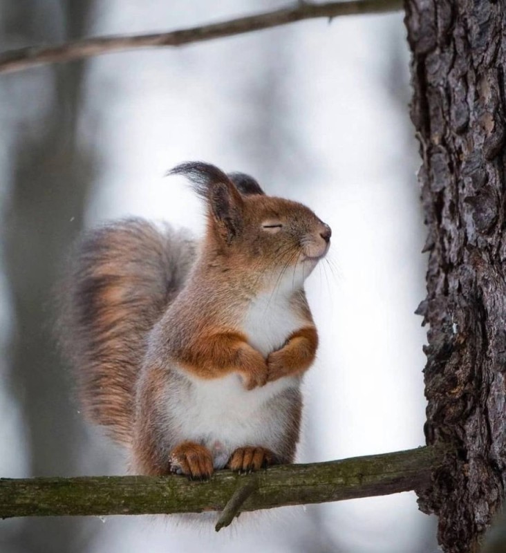 Create meme: fluffy squirrel, cute squirrels, squirrel in summer and winter