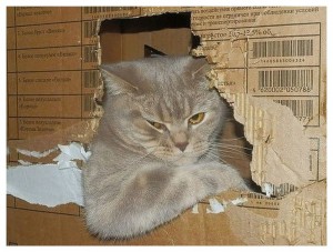 Create meme: cat, Kote, cat driver box