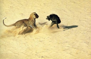 Create meme: the picture of the leopard and Obezyanka, honey badger vs leopard, monkey and Cheetah