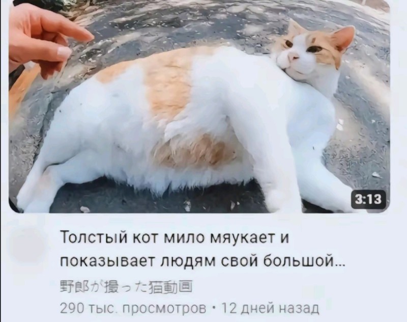 Create meme: The cat is cute, cat , fat cats