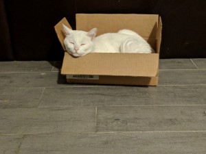 Create meme: cat, cats sitting in boxes, white cat in a box