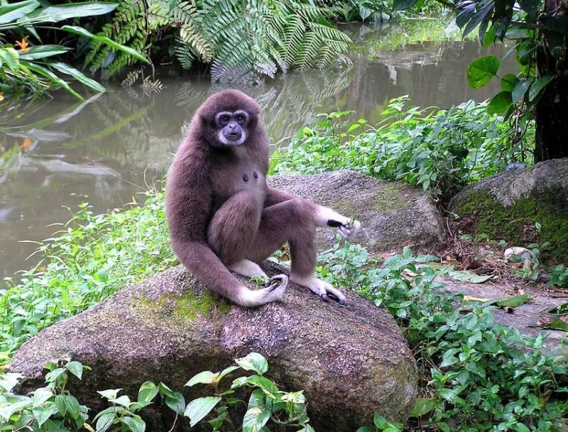 Create meme: female gibbon, gibbon brown, gibbon monkey