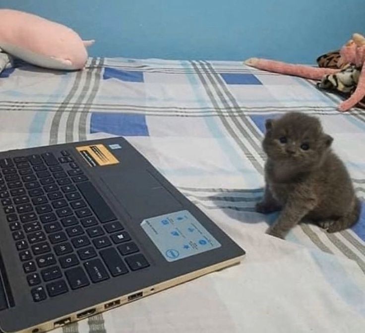 Create meme: a kitten at the computer, cat programmer, kittens Scottish