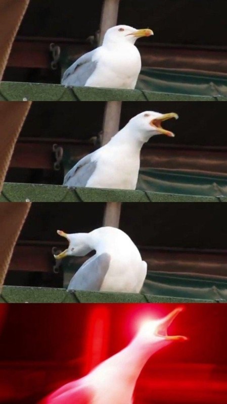 Create meme: deep breath meme, gull laughing meme, screaming Seagull