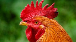Create meme: year, chicken, the year of the rooster