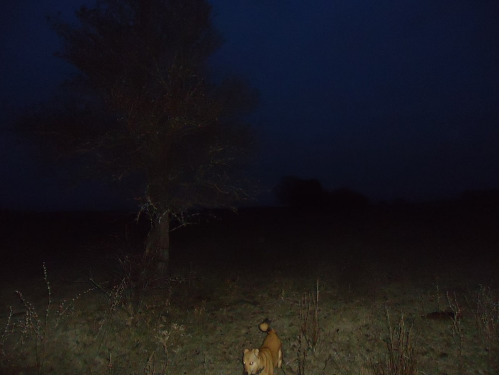 Create meme: lioness , African night, night Africa