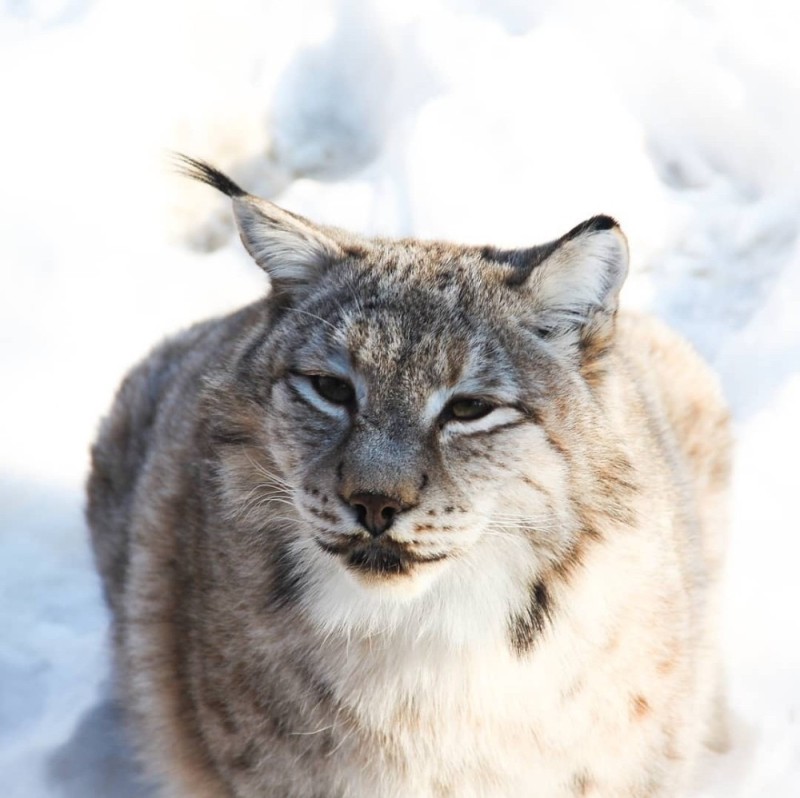 Создать мем: рысь сибирская, якутская рысь, рысь обыкновенная lynx lynx linnaeus, 1758