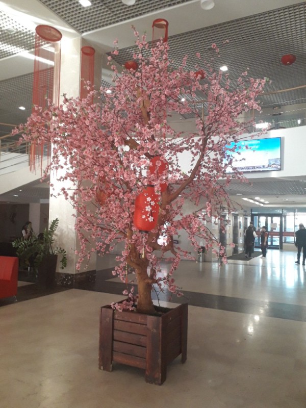 Создать мем: большое китайское дерево персиковое, ханой-москва апарт-отель и торговый центр, цветущее дерево вишни