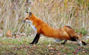 Создать мем: лисица, wildlife, fox tail