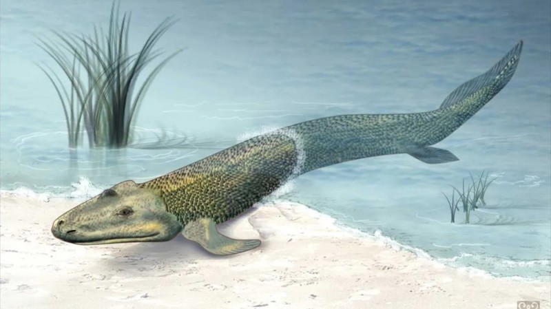 Create meme: tiktaalik evolution, Devonian period tiktaalik, tiktaalik fish