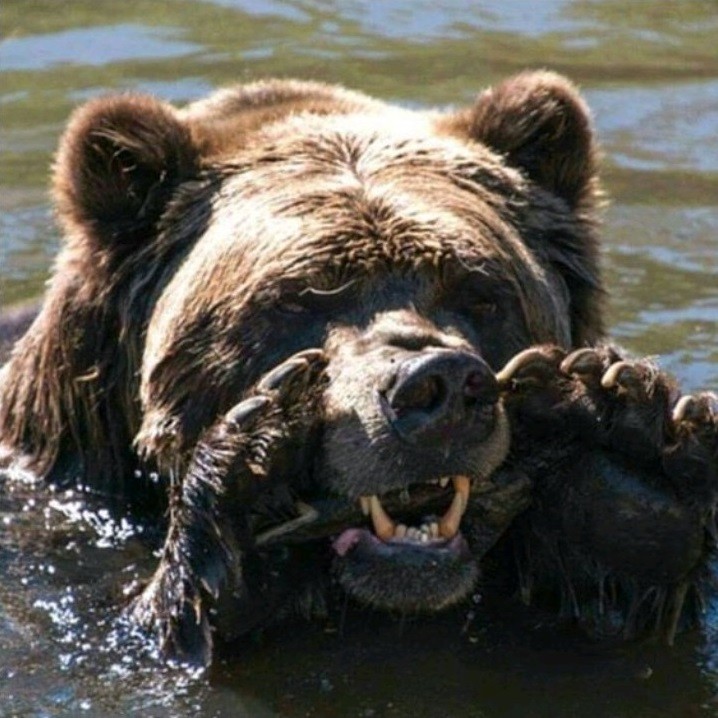 Create meme: grizzly bear angry, brown bear brown bears, grizzly bear 