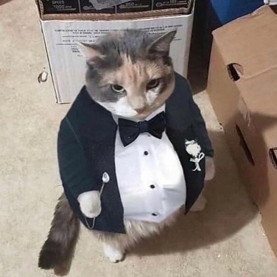 Create meme: business cat, the cat in the jacket, cats in costumes