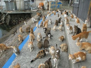 Create meme: cat island, cat island in Japan