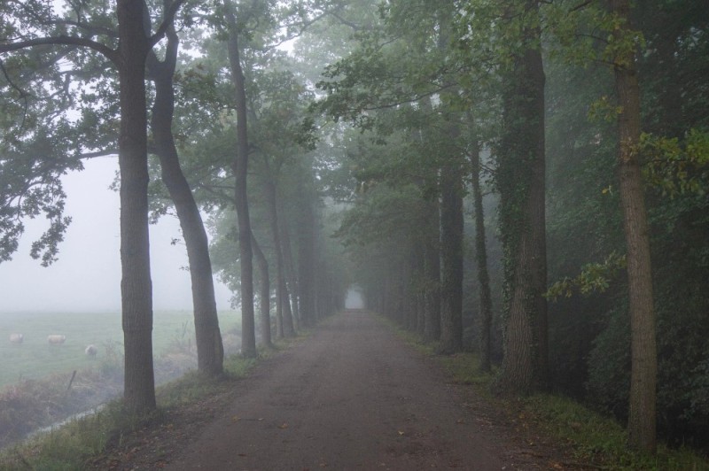 Create meme: foggy park, alley in the fog, nature fog