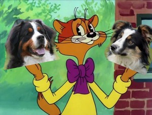 Create meme: Bernese mountain dog