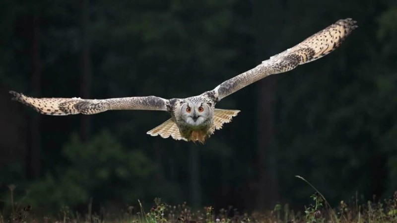 Create meme: owl in flight, Long-eared owl flight, barn owl wingspan