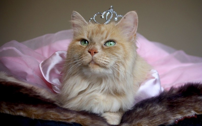 Create meme: cream puff cat, the cat in the crown, cats with a crown