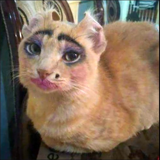 Create meme: painted cat, a cat with painted eyebrows, painted cat