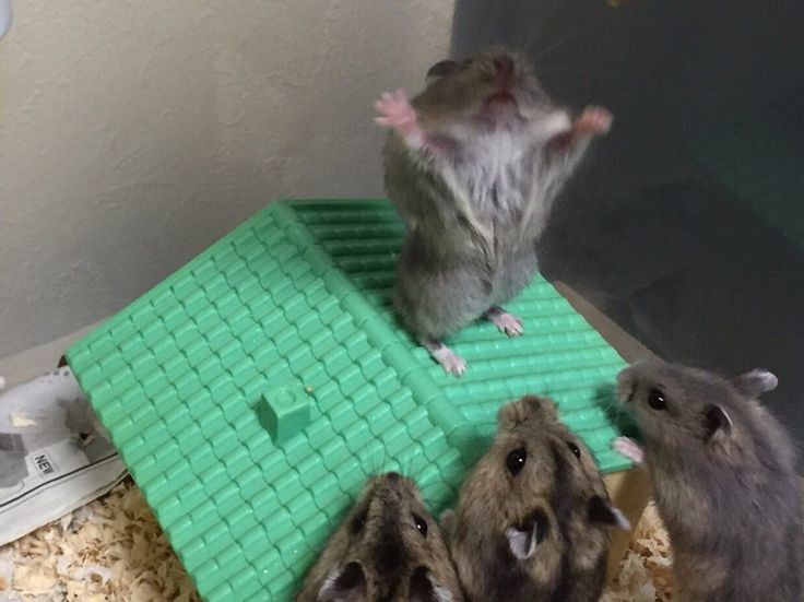 Create meme: funny hamster, jungarik, hamsters are funny