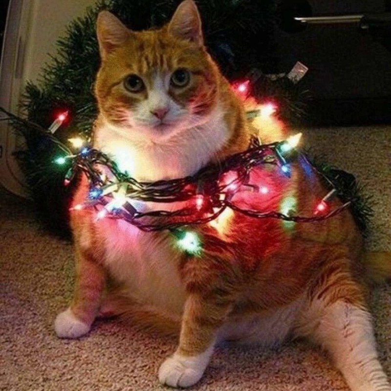 Create meme: a cat with a garland, a cat wrapped in a garland, funny New Year's cats