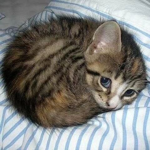 Create meme: sad kitty, cat , The kitten curled up into a ball