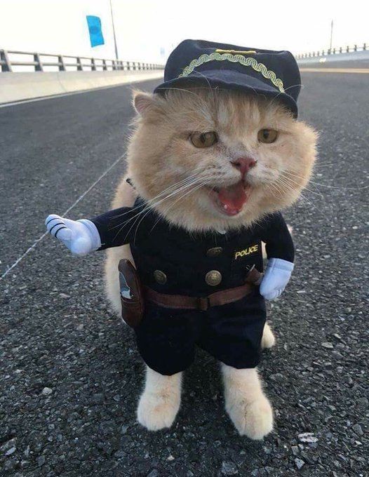 Create meme: police cat, cool cats, a cat in a police uniform