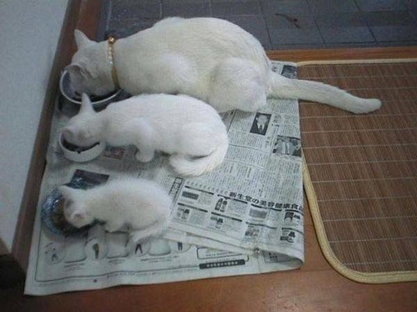 Create meme: little cat tin, white cat, thai cats