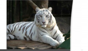 Create meme: Bengal tiger, white Bengal tiger
