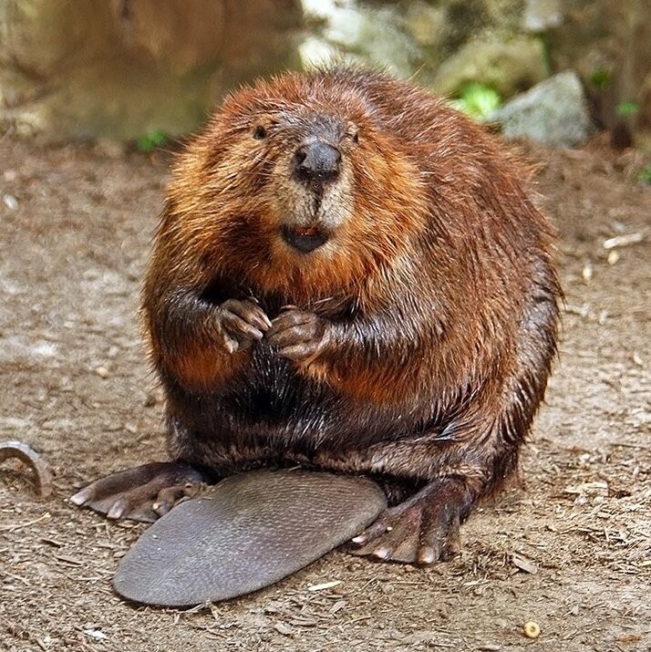 Create meme: beavers are funny, beaver , canadian beaver (castor canadensis)