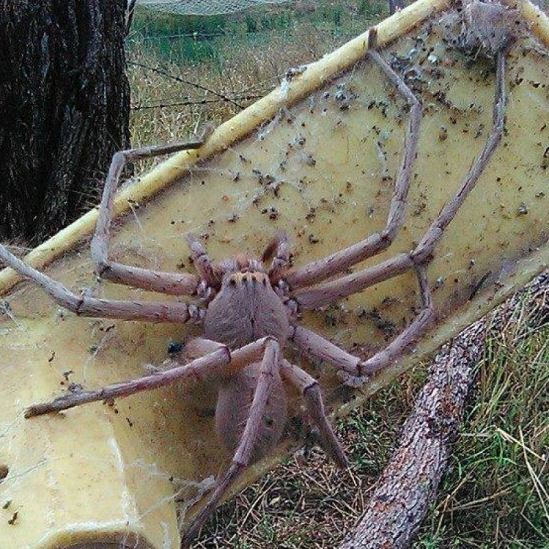 Размер самого большого паука. Гигантский паук-охотник (heteropoda maxima). Гигантский крабовый паук heteropoda. Австралийский паук Егерь. Пауки и страшные животные Австралии.