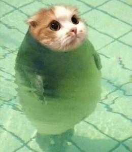 Создать мем: морской котик маленький, смешной тюлень, морской котик