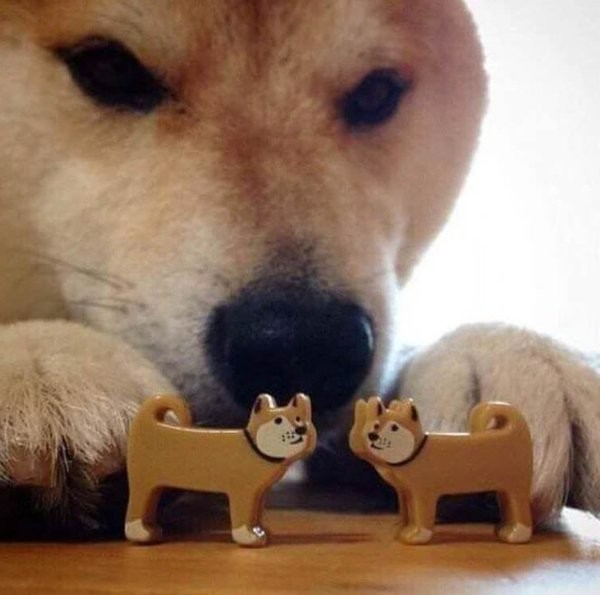 Create meme: dog bites, meme dog bites, Shiba inu meme