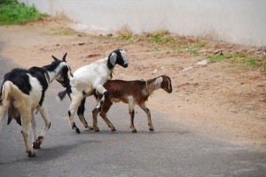 Create meme: goat farming, the Anglo-Nubian breed of goats fermerss.ru, goat