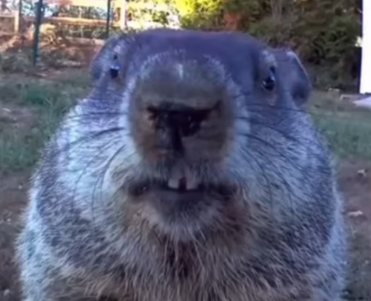 Create meme: marmot , groundhog chunk, The impudent groundhog
