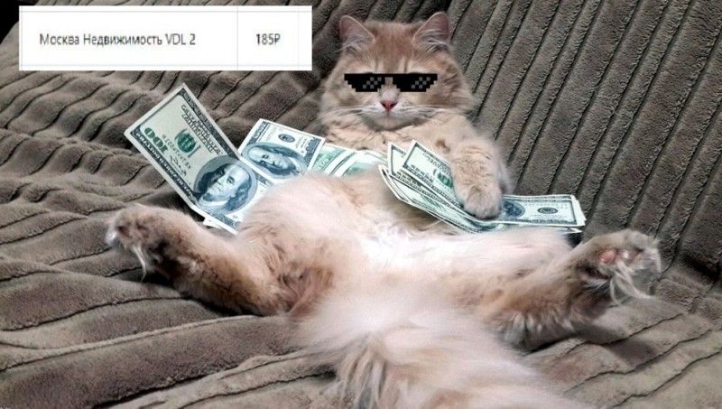 Create meme: cat with money, money cat, the cat is rich