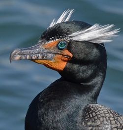 Create meme: birds of the world, Cormorant