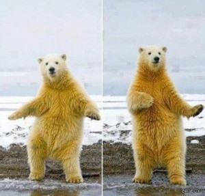 Создать мем: медведи танцуют мем, медведь смешной, белый медведь милый
